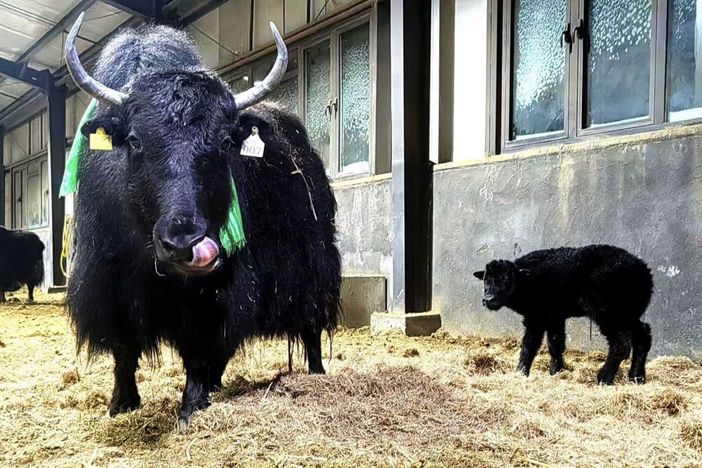 In Cina la prima clonazione di gruppo di 10 yak In Cina la prima clonazione di gruppo di 10 yak