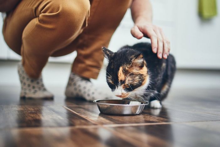 Pet food, un mercato da 200 miliardi ma i proprietari sono confusi: ecco i 10 trend del futuro Pet food, un mercato da 200 miliardi ma i proprietari sono confusi: ecco i 10 trend del futuro