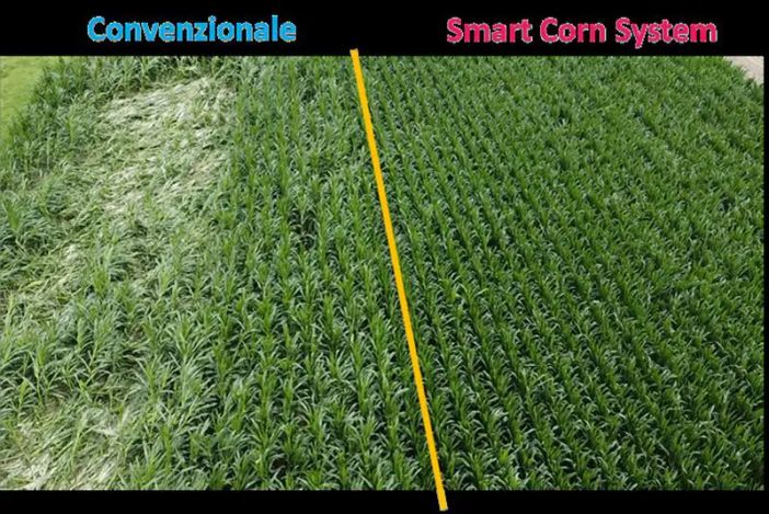 Preceon, il futuro del mais si sviluppa con Bayer in Italia