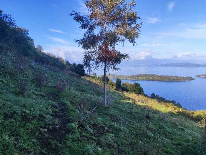 Mundys, Neya lancia in Cile un nuovo progetto di riforestazione di 170 ettari