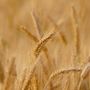 Una filiera forte per valorizzare grano e pasta Made in Italy
