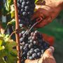 Turismo enogastronomico: viaggio nell’Italia che si riscopre attraverso il cibo!