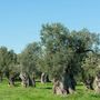 Dalla Puglia al cielo d'Europa: Radica porta il carbon farming mediterraneo nel portafoglio climatico di Lufthansa Dalla Puglia al cielo d'Europa: Radica porta il carbon farming mediterraneo nel portafoglio climatico di Lufthansa