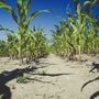 Agricoltura sotto pressione: caldo e siccità colpiscono le piccole imprese