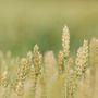 Confagricoltura - Grano duro italiano, in crisi la nostra sovranità produttiva Confagricoltura - Grano duro italiano, in crisi la nostra sovranità produttiva
