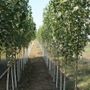 Confagricoltura - Pioppicoltura, a Peccioli il secondo seminario dedicato alle prospettive di sviluppo della filiera toscana Confagricoltura - Pioppicoltura, a Peccioli il secondo seminario dedicato alle prospettive di sviluppo della filiera toscana