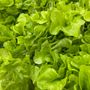 Confagricoltura - Insalate pronte al consumo: Quarta gamma in difficoltà per clima avverso e rincari dei costi di produzione Confagricoltura - Insalate pronte al consumo: Quarta gamma in difficoltà per clima avverso e rincari dei costi di produzione