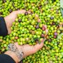 Olio extravergine, prezzi dimezzati in un anno: gli olivicoltori minacciano di lasciare le olive sugli alberi Olio extravergine, prezzi dimezzati in un anno: gli olivicoltori minacciano di lasciare le olive sugli alberi