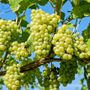 Le Associazioni di rappresentanza italiane, francesi e spagnole rivendicano l’importanza del vino, prodotto economico e culturale