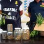 Chieti, 20 chili di marijuana nascosti tra la vegetazione