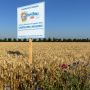 Con “Buongrano” Mulino Bianco porta l’agricoltura rigenerativa a tavola