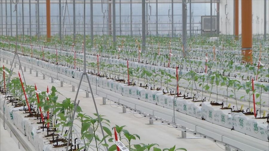 Bayer apre le porte all’innovazione, nuove serre hi-tech a Latina Bayer apre le porte all’innovazione, nuove serre hi-tech a Latina