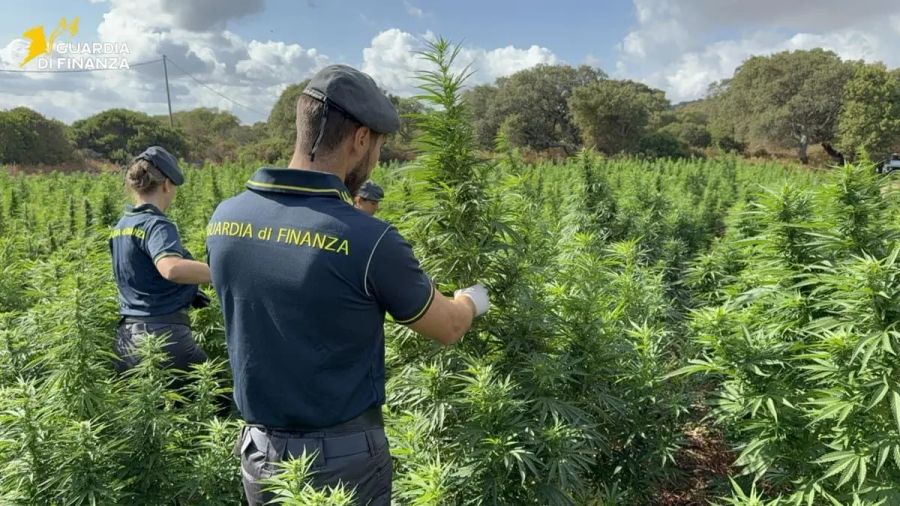 Scoperta nel Sassarese maxi piantagione di marijuana da 4.600 piante