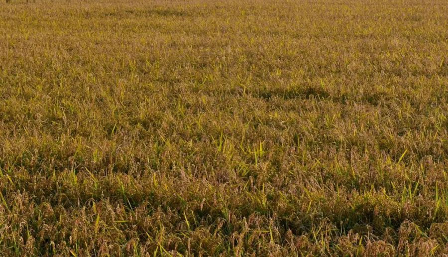 Agricoltura, Assofertilizzanti “Da stop urea rischio perdite fino a 45%” Agricoltura, Assofertilizzanti “Da stop urea rischio perdite fino a 45%”