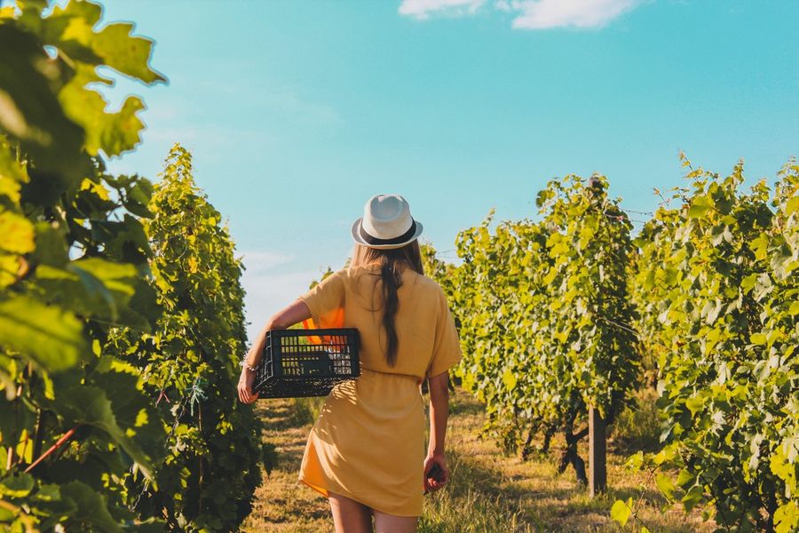 Tra vigne e territori: il vino che fa viaggiare l’Italia !