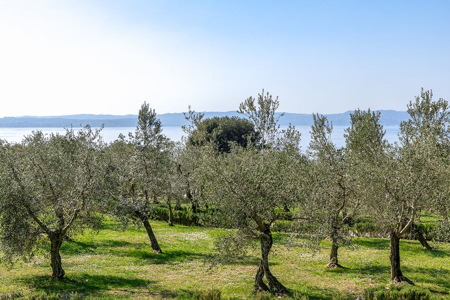 Olivi lombardi, via libera alla combustione dei residui di potatura: deroga fitosanitaria per il 2026