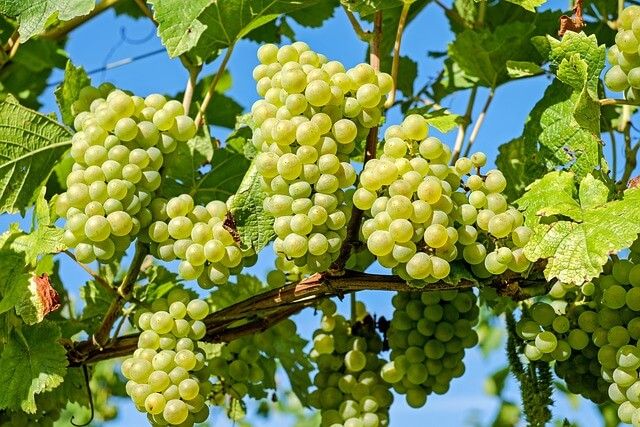 Le Associazioni di rappresentanza italiane, francesi e spagnole rivendicano l’importanza del vino, prodotto economico e culturale Le Associazioni di rappresentanza italiane, francesi e spagnole rivendicano l’importanza del vino, prodotto economico e culturale