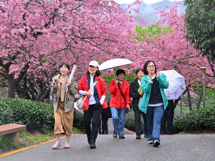 Cina, con i ciliegi in fiore turismo di primavera in crescita Cina, con i ciliegi in fiore turismo di primavera in crescita