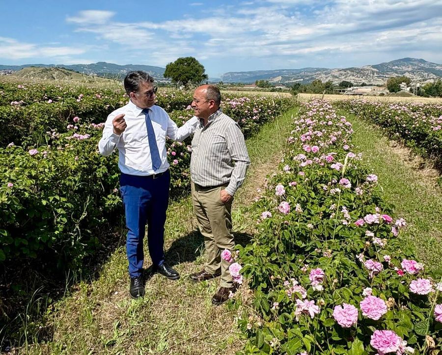 Basilicata, al via il bando per i vivai forestali: Cicala investe sulla qualità per il futuro dei boschi