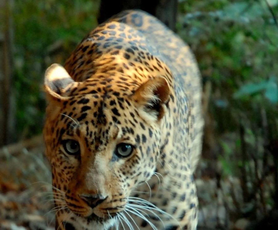 Banca del Fucino entra nella Fondazione Bioparco di Roma Banca del Fucino entra nella Fondazione Bioparco di Roma