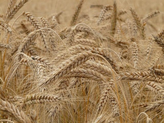 Ucraina: il mancato accordo sul grano favorisce instabilità e speculazione