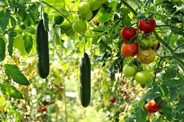 Bando “Coltiviamo Agricoltura Sociale”: è possibile partecipare fino al 20 ottobre 2023