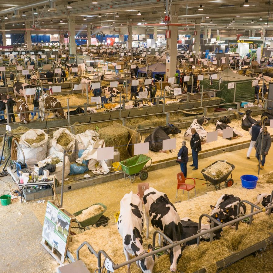 CREMONA: FIERE ZOOTECNICHE INTERNAZIONALI PUNTANO SULLA  FORMAZIONE DI SETTORE DEI GIOVANI