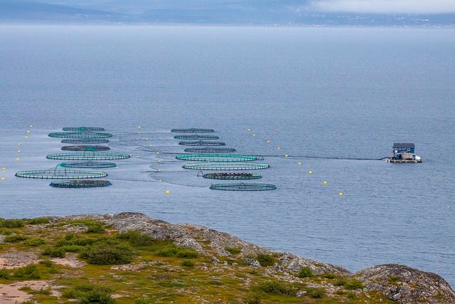 Pesca e acquacoltura, API: Settore fondamentale. Le priorità da affrontare: etichettatura, tempi per le concessioni e rivedere strategie UE