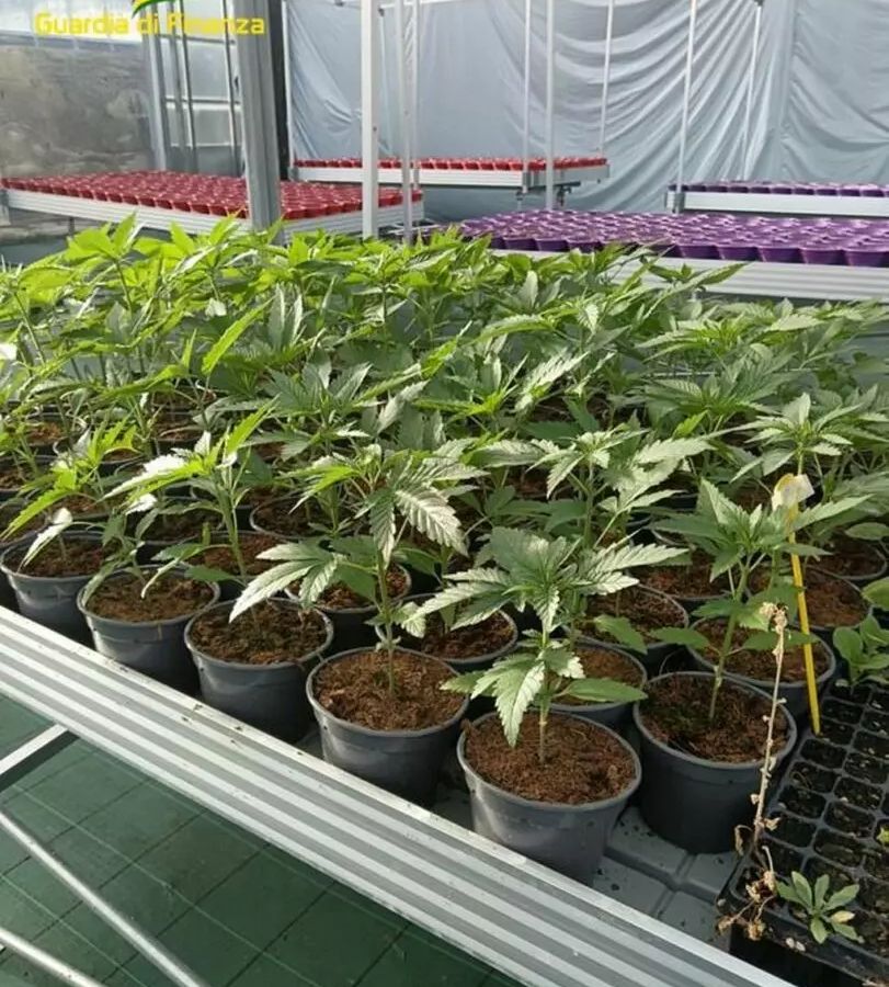 Savona, smantellata rete dedita al traffico internazionale di droga