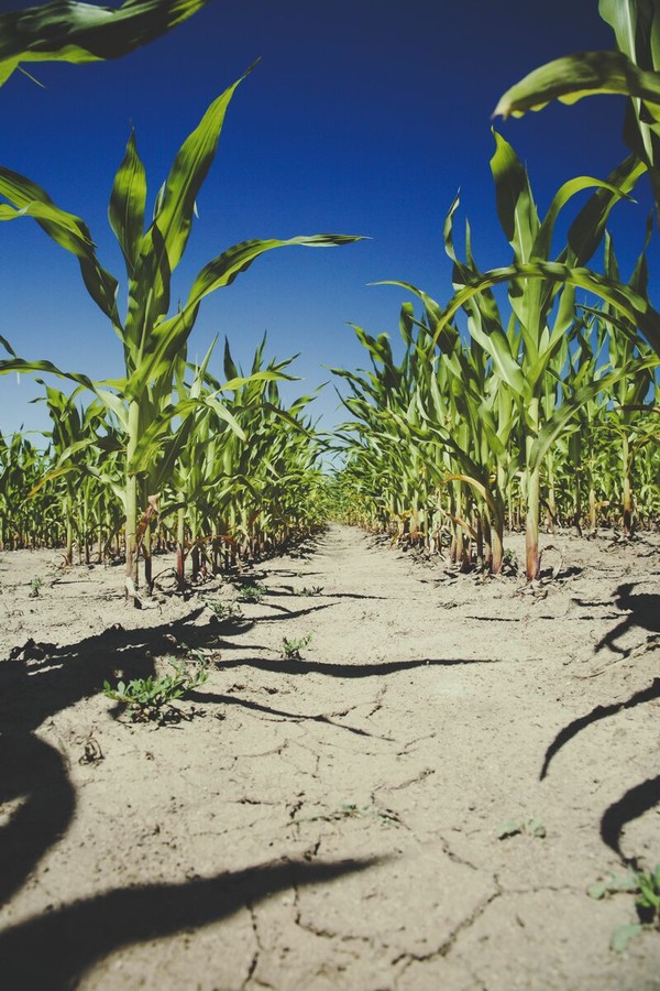 Agricoltura sotto pressione: caldo e siccità colpiscono le piccole imprese