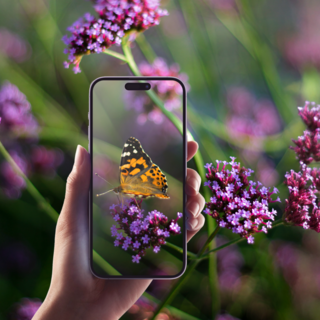 City Nature Challenge 2026, Torino sfida il mondo a colpi di biodiversità urbana City Nature Challenge 2026, Torino sfida il mondo a colpi di biodiversità urbana