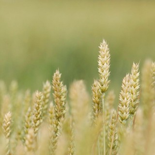 Confagricoltura - Grano duro italiano, in crisi la nostra sovranità produttiva