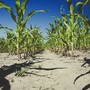 Agricoltura sotto pressione: caldo e siccità colpiscono le piccole imprese Agricoltura sotto pressione: caldo e siccità colpiscono le piccole imprese