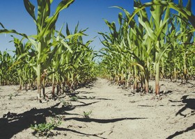 Agricoltura sotto pressione: caldo e siccità colpiscono le piccole imprese Agricoltura sotto pressione: caldo e siccità colpiscono le piccole imprese