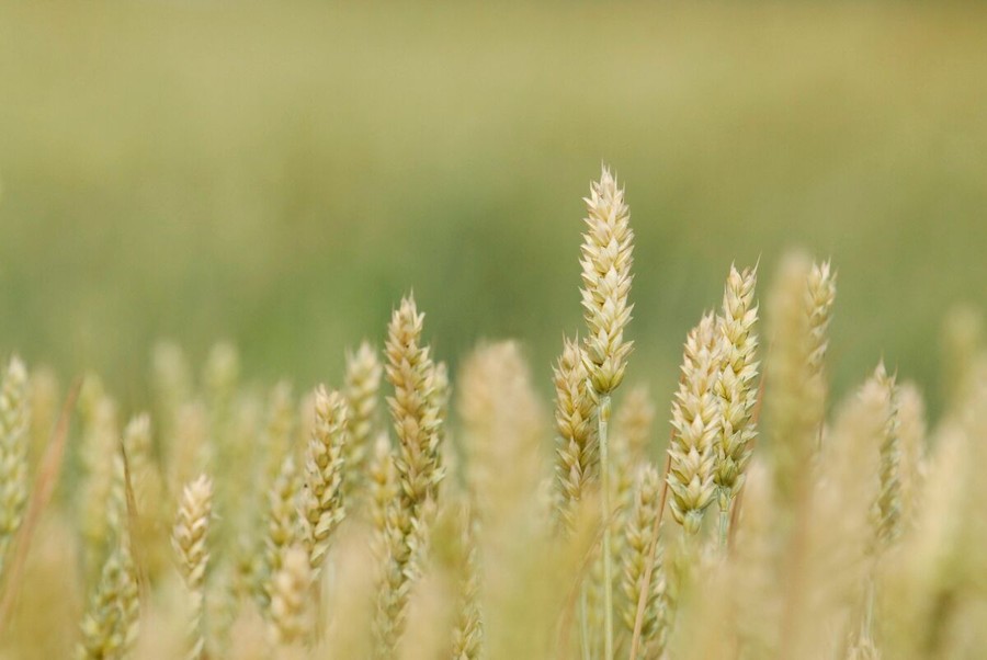 Confagricoltura - Grano duro italiano, in crisi la nostra sovranità produttiva