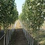Confagricoltura - Pioppicoltura, a Peccioli il secondo seminario dedicato alle prospettive di sviluppo della filiera toscana Confagricoltura - Pioppicoltura, a Peccioli il secondo seminario dedicato alle prospettive di sviluppo della filiera toscana