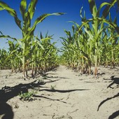 Agricoltura sotto pressione: caldo e siccità colpiscono le piccole imprese Agricoltura sotto pressione: caldo e siccità colpiscono le piccole imprese