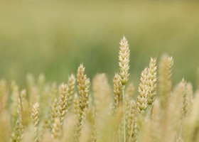 Confagricoltura - Grano duro italiano, in crisi la nostra sovranità produttiva
