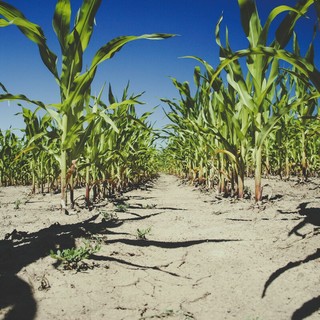 Agricoltura sotto pressione: caldo e siccità colpiscono le piccole imprese