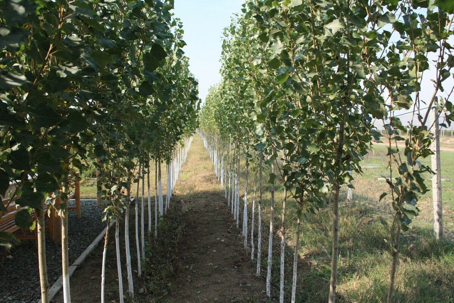 Confagricoltura - Pioppicoltura, a Peccioli il secondo seminario dedicato alle prospettive di sviluppo della filiera toscana Confagricoltura - Pioppicoltura, a Peccioli il secondo seminario dedicato alle prospettive di sviluppo della filiera toscana
