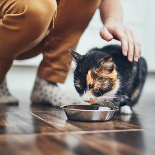 Pet food, un mercato da 200 miliardi ma i proprietari sono confusi: ecco i 10 trend del futuro