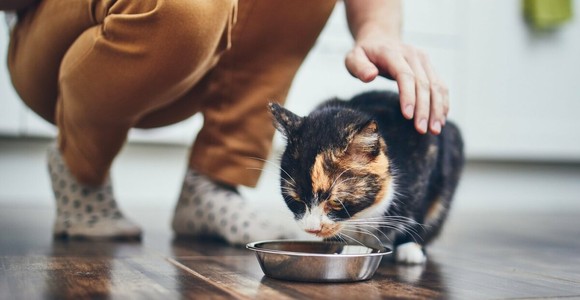Pet food, un mercato da 200 miliardi ma i proprietari sono confusi: ecco i 10 trend del futuro Pet food, un mercato da 200 miliardi ma i proprietari sono confusi: ecco i 10 trend del futuro