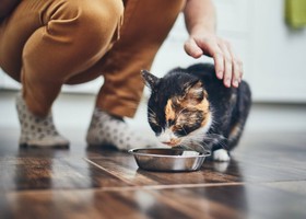 Pet food, un mercato da 200 miliardi ma i proprietari sono confusi: ecco i 10 trend del futuro Pet food, un mercato da 200 miliardi ma i proprietari sono confusi: ecco i 10 trend del futuro