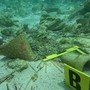 Lampedusa, tesori sommersi salvati dai predatori: recuperati 52 reperti archeologici Lampedusa, tesori sommersi salvati dai predatori: recuperati 52 reperti archeologici
