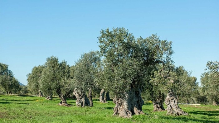 Dalla Puglia al cielo d'Europa: Radica porta il carbon farming mediterraneo nel portafoglio climatico di Lufthansa Dalla Puglia al cielo d'Europa: Radica porta il carbon farming mediterraneo nel portafoglio climatico di Lufthansa