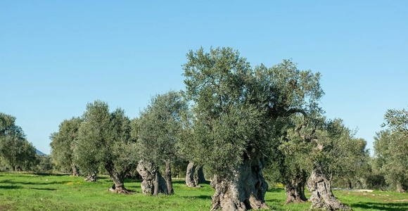 Dalla Puglia al cielo d'Europa: Radica porta il carbon farming mediterraneo nel portafoglio climatico di Lufthansa