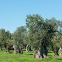 Dalla Puglia al cielo d'Europa: Radica porta il carbon farming mediterraneo nel portafoglio climatico di Lufthansa Dalla Puglia al cielo d'Europa: Radica porta il carbon farming mediterraneo nel portafoglio climatico di Lufthansa