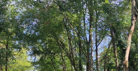 Cercasi "Angeli" per Villa Arconati: la Fondazione Rancilio lancia l'appello per nuovi volontari Cercasi "Angeli" per Villa Arconati: la Fondazione Rancilio lancia l'appello per nuovi volontari