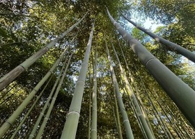 Un bambuseto in Lombardia per assorbire CO₂: Enercom investe 7,6 ettari a Rovato Un bambuseto in Lombardia per assorbire CO₂: Enercom investe 7,6 ettari a Rovato