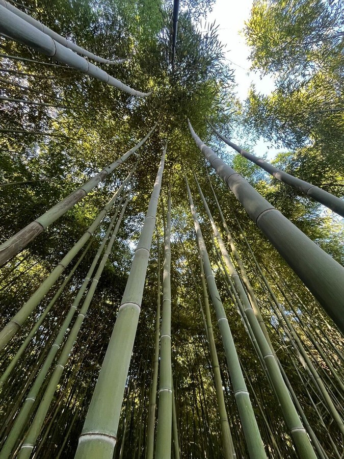 Un bambuseto in Lombardia per assorbire CO₂: Enercom investe 7,6 ettari a Rovato